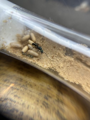 Ant sand perfect - sand, –