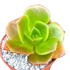 Aeonium nobile - UK Grown 6cm