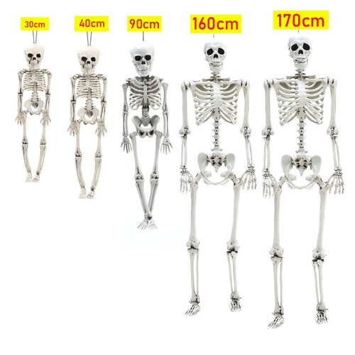 185cm poseable skeleton - 40-185cm,