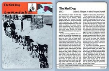 The Sled Dog - Indians - Story