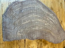 Large Elm Burl Burr Craft wood turning Cookie Live Edge Wood Timber 52mm x 450mm