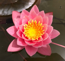 Nymphaea "Pink Sensation"