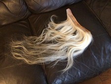 Blonde Horse Hair on the Hide