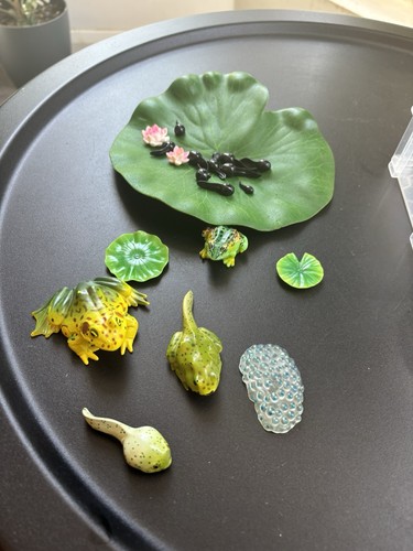 Insect life cycle toys 13pcs - insect,