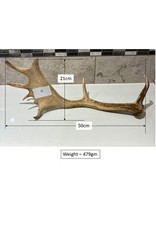 Fallow Deer Antler
