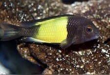 Tropheus Moorii Yellow Banded