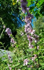 Lavatera X Clementii Lavender Lady 0.5litre Pot Hardy Shrub