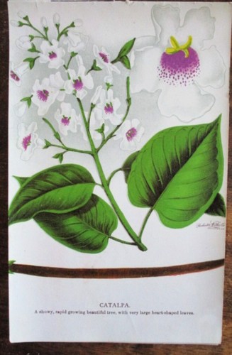 Vtg print catalpa - vtg,, ,catalpa