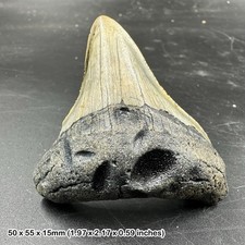 Authentic Carcharodon