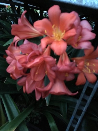 Clivia dark pastel - pastel, pink