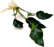 Anubias Barteri "Var. Nana"