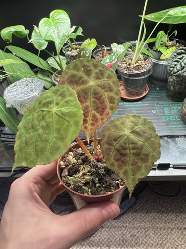 Begonia goegoensis small plant - goegoensis,
