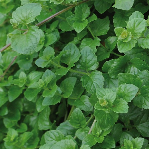 Hanging mint indian trailing - hanging,