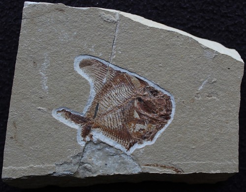 Aipichthys angelfish - 90,