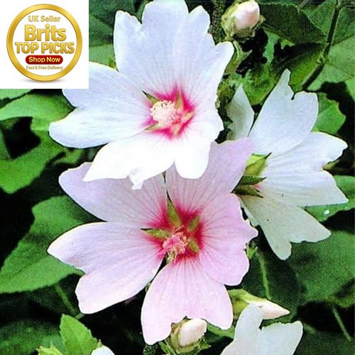 Lavatera barnsley baby - x, baby'