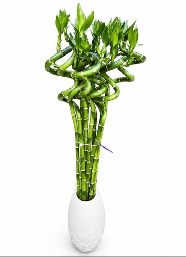 Lucky bamboo 80cm - 80cm, 9stalks