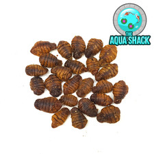Natural Dried Silkworm Pupae - Arowana Cichlid Koi Oscar Tropical Coldwater Fish