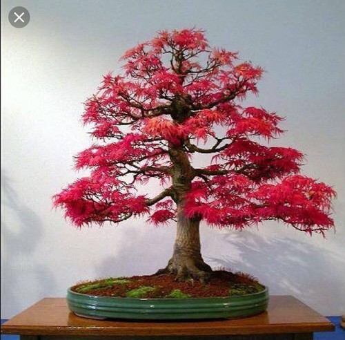 Japanese red maple bonsai - bonsai, tree