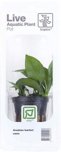 Anubias barteri nana tropica - anubias,