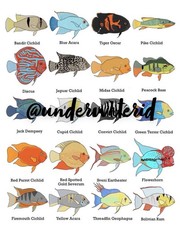 South American Cichlid Wall