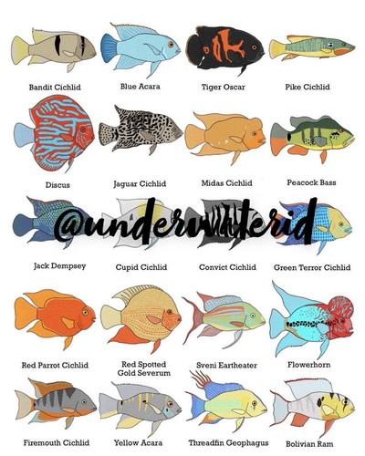South american cichlid wall - south,