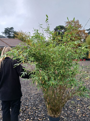 Fargesia winter joy clumping - fargesia,