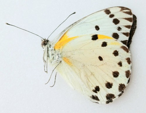 Belenois calypso - 🦋,