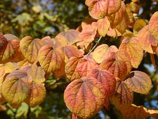 Cercidiphyllum japonicum tree