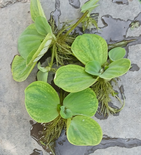 Bargain from each pond - £1,