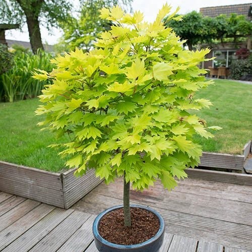 Acer tree jordan - acer,