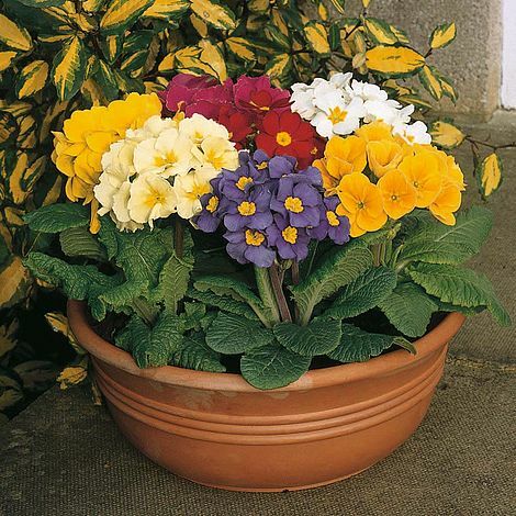 Thompson morgan polyanthus - morgan,