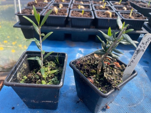 Bonsai tree collection - tree, pick