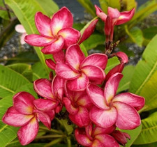 Frangipani Plumeria rubra - Hawaiian Palm Tree - VARIETY: Thai Rimfire - 5 Seed -