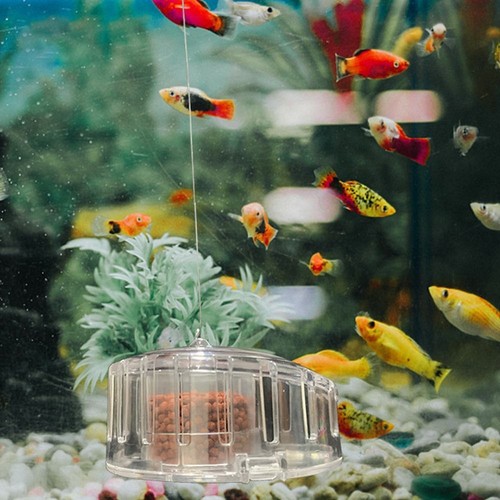 Aquarium fish tank snail - tank,
