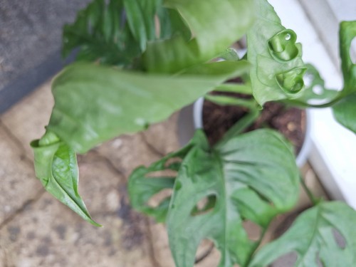 Swiss cheese monstera - swiss,