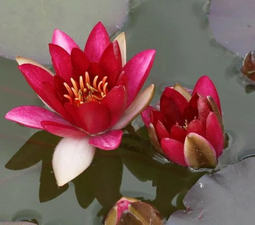 Dwarf red water lily pygmy - water,