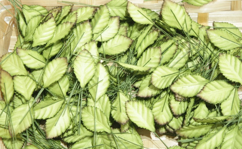 50x green rose leaves - leaves, mulberry
