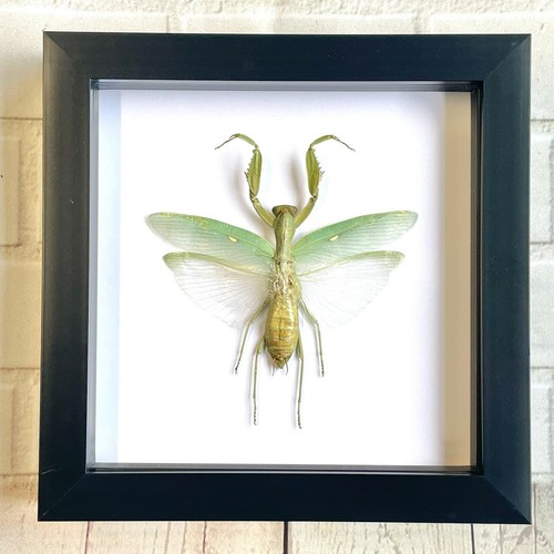 Giant asian mantis hierodula - giant, (hierodula