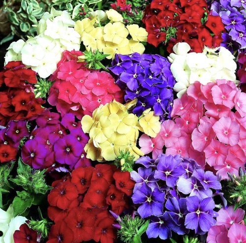 Drummond phlox dwarf - phlox, globe