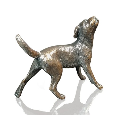 Bronze border terrier - terrier, dog