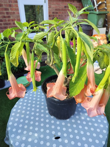 Brugmansia esmeraldes rooted - esmeraldes,