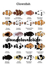Clownfish Print Wall Art (Buy