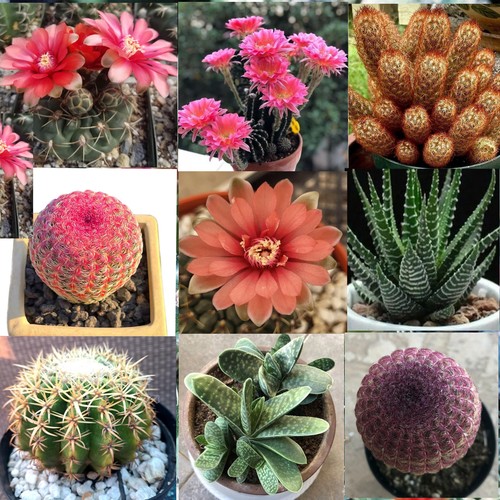 Rare succulent exotic - rare,