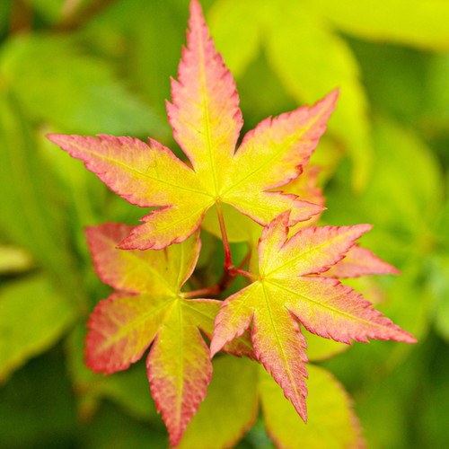 Acer little princess - little, plant