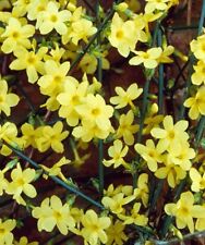 2 hardy yellow climbing Winter Jasmine Jasminum Nudiflorum bare root shrub plant