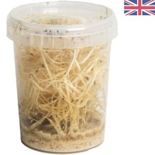 Nutritious Organic Fruit Fly