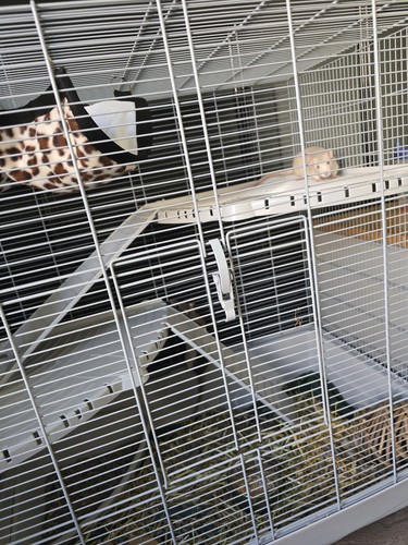Rat chinchilla hamster ferret - rat,, chinchilla,hamster,ferret