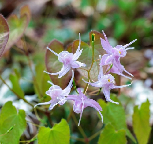 Epimedium akebona - epimedium, 'akebona'