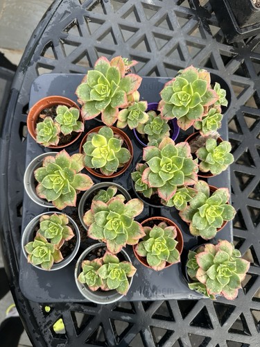 Aeonium kiwi succulent - kiwi, plants