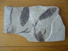 fossil fish and snail